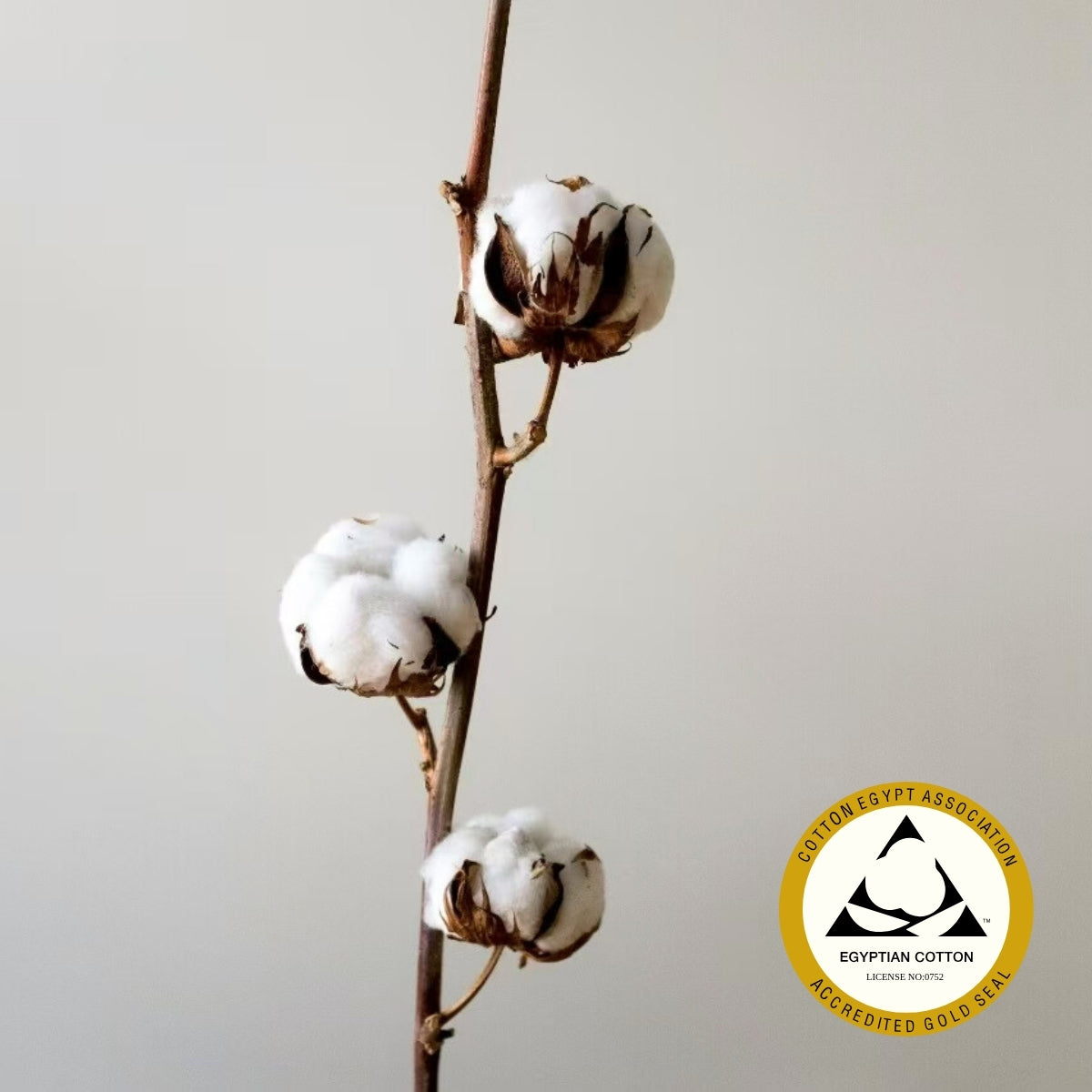 Cotton branch with cotton balls on a plain background, featuring the Cotton Egypt Association logo.